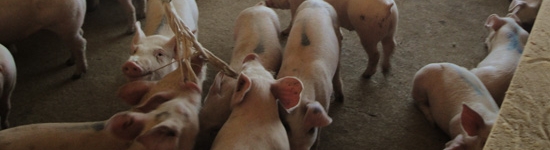 Oral fluid collection