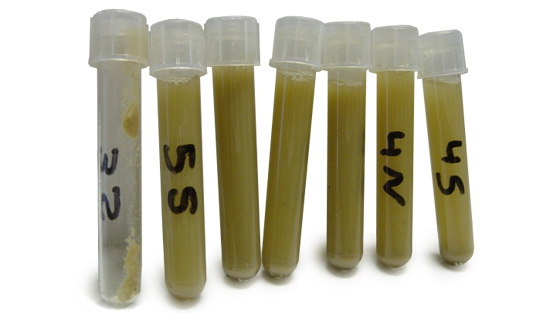 Samples of oral fluid