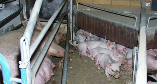 sow and piglets