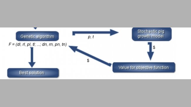 Overview of the simulation program linking a linear program for least-cost diet  formulation, a stochastic pig growth model and a genetic algorithm (GA) to findthe best feeding strategy (F) for a given objective function in a specific market situation
