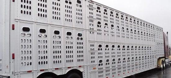 Camión transporte cerdos en USA