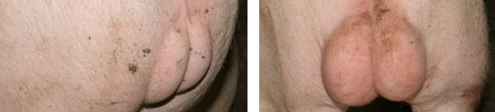 Male pig with and without Improvac