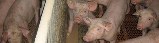 Sistema de alimentación líquida