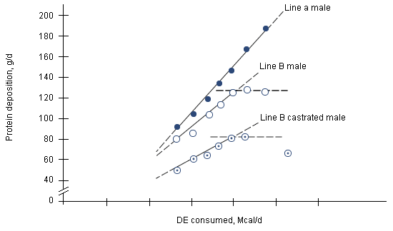 Relation between consumption of energy and protein deposition for two lines of male and castrated pigs of 45 to 90 kg of LW