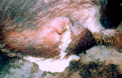 Sow with vaginal discharge
