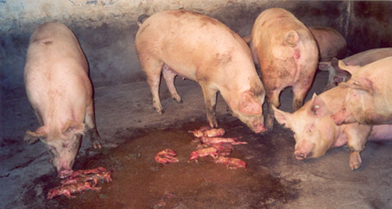 Pen with sows and their aborted piglets