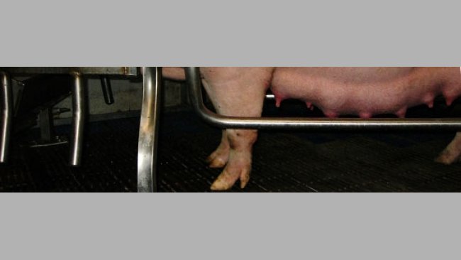Pregnant sow