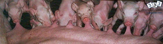 Importancia del suministro energético en la supervivencia del lechón