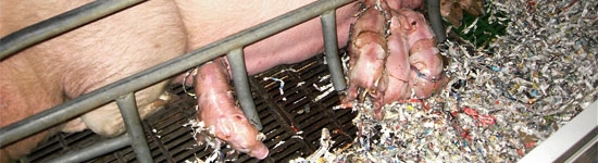 When should we level out litters?