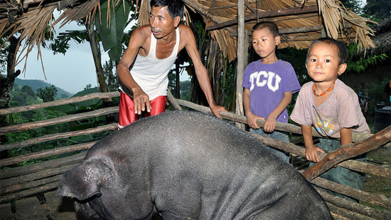 Raising pigs is a particularly important livelihood for smallholders in northeast India, where hilly terrain, poor roads and widespread poverty hamper crop cultivation