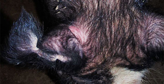 Each boar was classified as strong reactors to the M avium injection