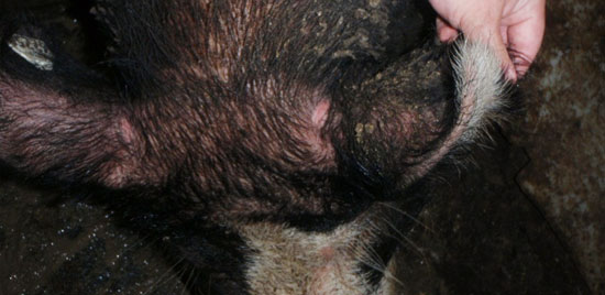 Tuberculosis test in a boar