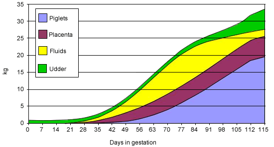 Weight development of piglets, placentas, fluids and udder during gestation.