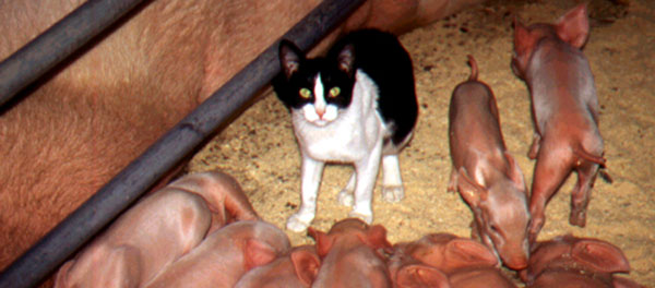 Piglets with cat