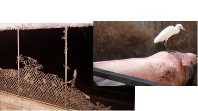 Broken anti bird net