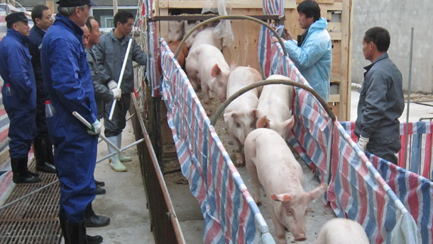 Third TOPIGS import into China in three months