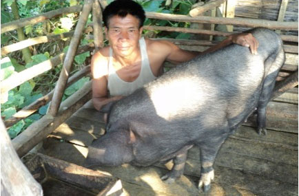 Manpai Konyak with his sow in Lampongsheanghah Village, Mon District, Nagaland, India (image credit: ILRI/Ram Deka).