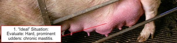 How do we level litters after delivery? (II) Count or not count teats, that is the question