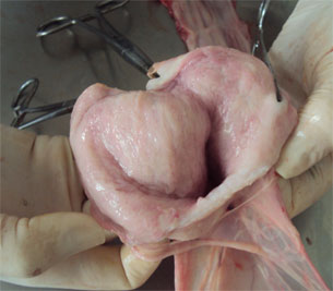 Bladder without macroscopic changes