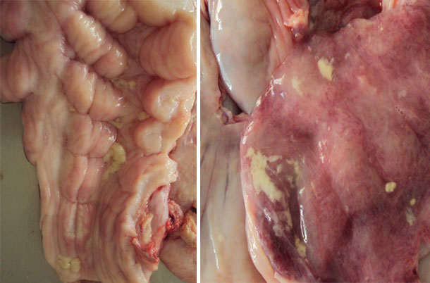 Presence of mucus in the lining of the cervix and the uterine lining.