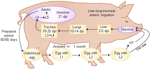Development cycle of Ascaris suum.