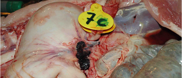 A totally hemorrhagic gastrohepatic lymph in the abdominal cavity of a pig affected by ASF.