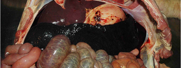 Characteristic image of a hemorrhagic enlarged spleen in a pig affected by ASF.