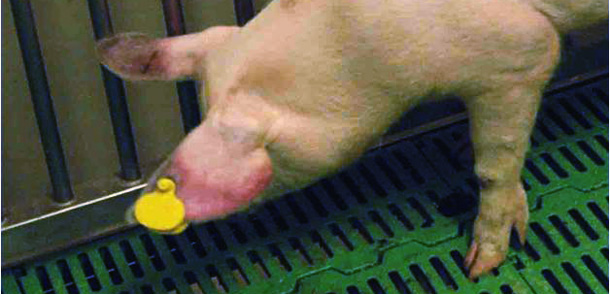 Pig affected by ASF with cyanosis on the ears.