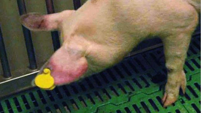 Pig affected by ASF with cyanosis on the ears.