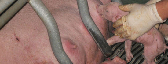The idea is to assist the pig in reaching the teat, then monitoring that is capable of feeding itself.