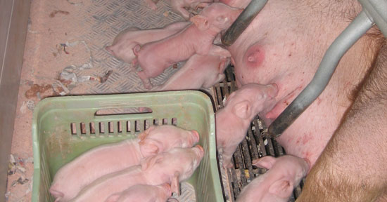 Piglets that are too weak: sometimes the split is too late or done with piglets that have a very low birth weight, that are cold and with no ability to reach the udder. 