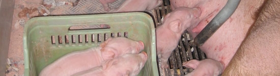 Piglets that are too weak: sometimes the split is too late or done with piglets that have a very low birth weight, that are cold and with no ability to reach the udder.