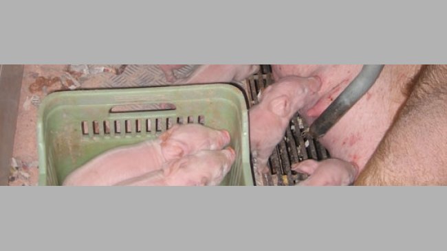 Piglets that are too weak: sometimes the split is too late or done with piglets that have a very low birth weight, that are cold and with no ability to reach the udder.