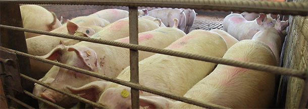 Here are some gilts in gestation pens, bearing large yellow ear tags the with the sow number on it, but they still retain the round ear tag given at birth.