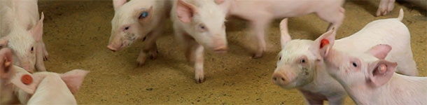 Using different colored ear tags to identify piglets born during different weeks.