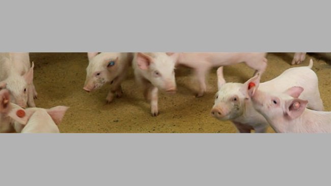 Using different colored ear tags to identify piglets born during different weeks.
