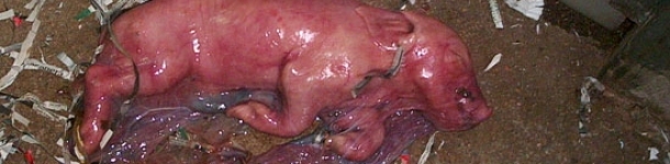 Monitoring of farrowings: Control systems