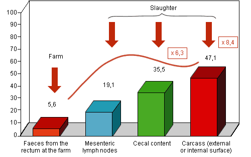 Increase in the positivity to Salmonella from the farm to the abattoir (%)