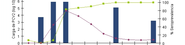 Evolution of the IgGs and IgMs response measured with a blocking ELISA (INGENASA) and of the PCV2 viremia after an experimental exposure (Segal&eacute;s et al. 2005)