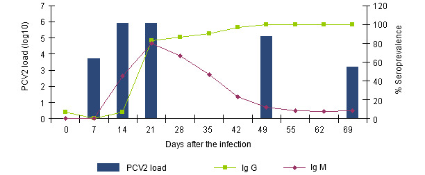 Evolution of the IgGs and IgMs response measured with a blocking ELISA (INGENASA) and of the PCV2 viremia after an experimental exposure (Segalés et al. 2005)