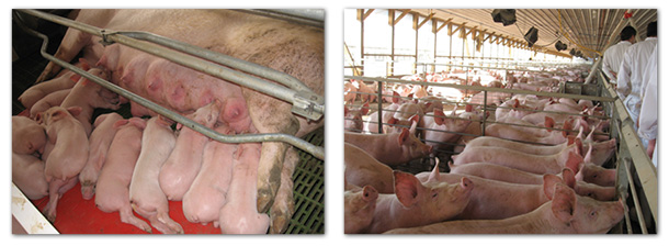 Description of the Chilean pig sector