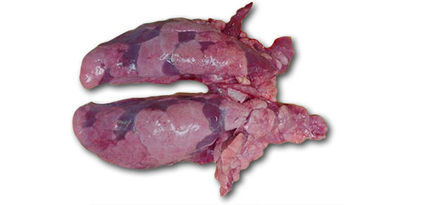 Lungs of the necropsied 10 week-old-piglet