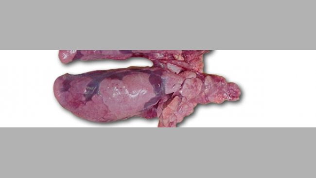Lungs of the necropsied 10-week-old-piglet