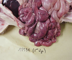Small intestine of a piglet with colibacillosis