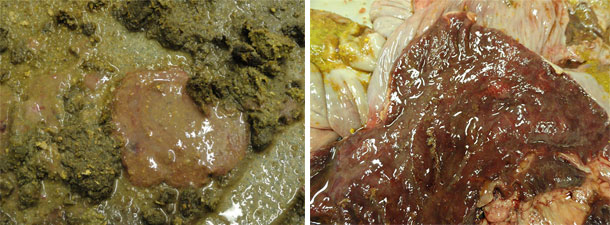 Diarrhea with blood and mucus from a pig infected with Brachyspira hyodysenteriae