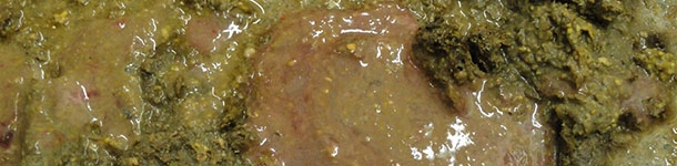 Diarrhea with blood and mucus from a pig infected with Brachyspira hyodysenteriae