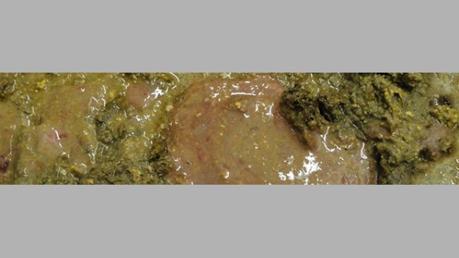Diarrhea with blood and mucus from a pig infected with Brachyspira hyodysenteriae