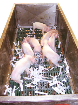 Trolley with a slat bottom for the handling of piglets