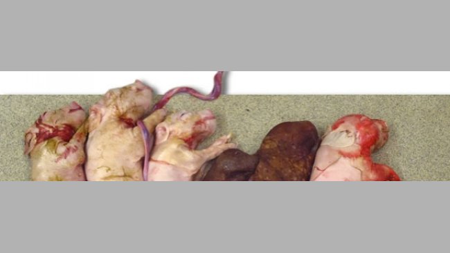 Litter from a sow experimentally infected with PCV2 at the time of insemination. Note the small litter size and the presence of two mummififed fetuses. 