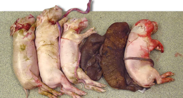 Litter from a sow experimentally infected with PCV2 at the time of insemination. Note the small litter size and the presence of two mummififed fetuses. 